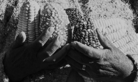 Declaración del Diálogo Sur-Sur sobre Leyes de Semillas: “Nos oponemos a las leyes que se ocupan de la comercialización y certificación de semillas…”