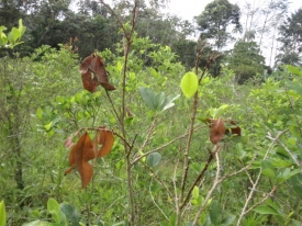 Una plaga arrasa con cultivos de coca en el Trópico de Cochabamba