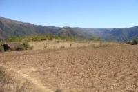 Intensas lluvias afectan la producción agrícola en Pabellón