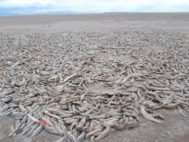 Emergencia por el desastre ambiental en el lago Poopó: “Se han olvidado completamente de los pescadores”