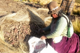 NO A LA DEPENDENCIA DE SEMILLAS Los agricultores podemos producir semilla de calidad