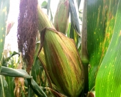 LA LEYENDA DEL MAÍZ