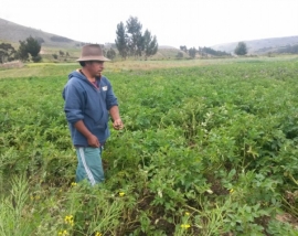 Nuestros Conocimientos: TIEMPO DE COSECHAR EL MAK´UNKU DE LA PAPA