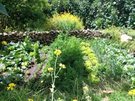 CENDA: Huertos familiares agroecológicos para la soberanía alimentaria