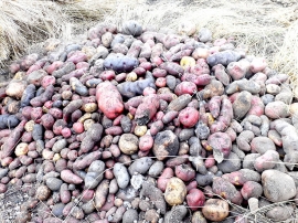 SEMILLAS: Epifanio Quispe y Eduarda Campos producen papa con semilla sexual