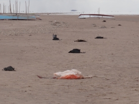 Comunarios de Untavi: clamamos atención urgente por el desastre ambiental