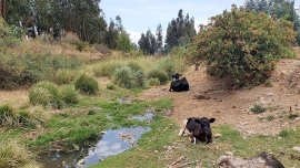 BOLIVIA: La pasividad de las administraciones públicas está provocando la degradación del río Rocha en Bolivia