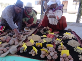 Las semillas transgénicas  se venden “casadas” con agroquímicos