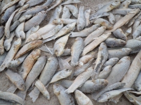 Informe oficial: efecto del cambio climático