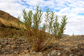 Agua y Minería: Uso de Plantas Nativas para Restaurar Ecosistemas