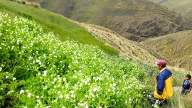 Incorporando leguminosas para mejorar la fertilidad de los suelos