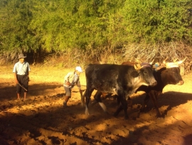 Raymisninchik: TATA ISIKUQA YUNTATA AMANSAN