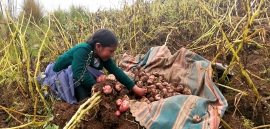 Tiempo de cosecha: “Papitata allachkani, jamuychiq á..., papa wayk’uta runtuyuqta mikhurisunchik”