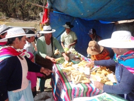 Paredones muestra diversidad agrícola en su Sexta Feria Agropecuaria