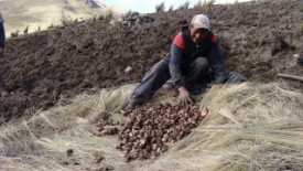 Comunarios temen que empresarios se adueñen de las semillas