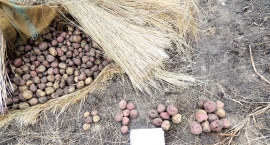 BALANCE COSECHAS 2019-2020: “Qhipa tarpusqas waliqta puqurin”